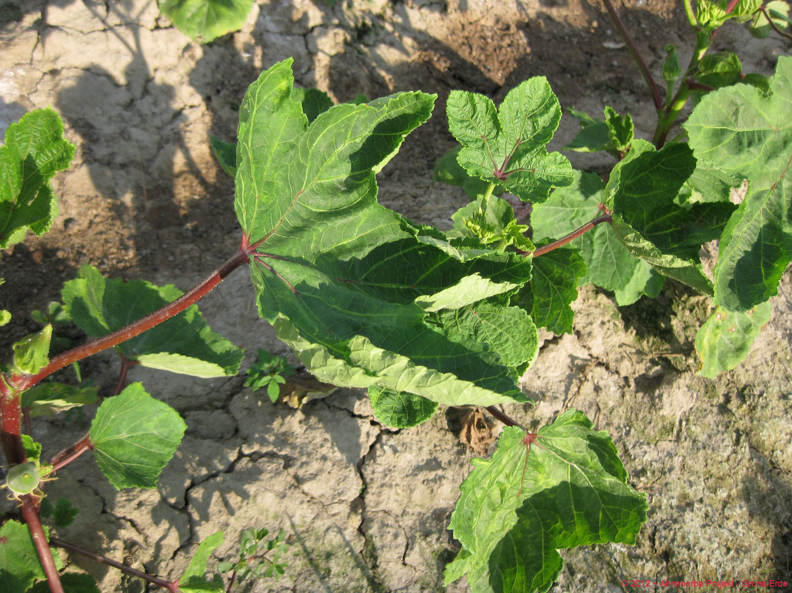 Lady Finger planting 23